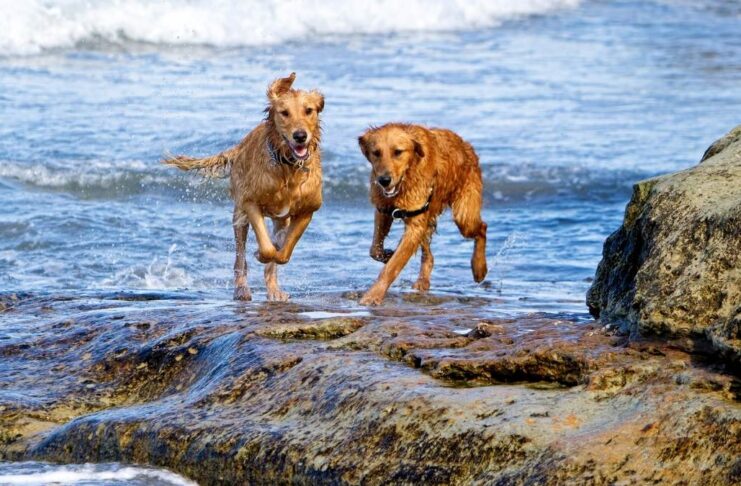 dog friendly beaches